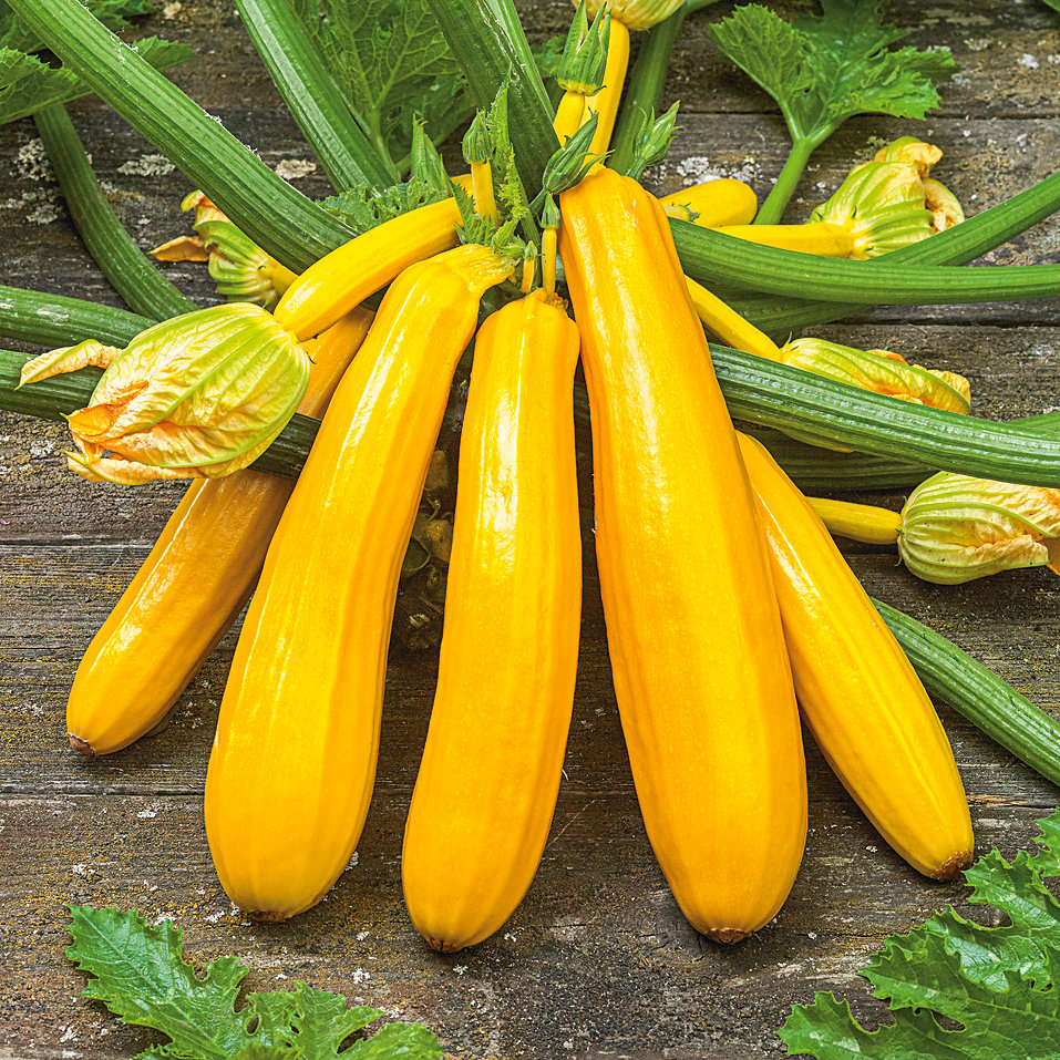 Courgette Yellow Star